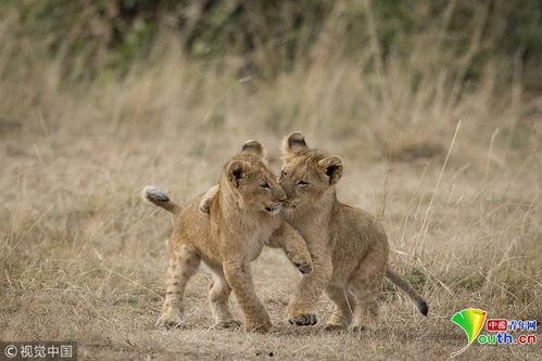小狮子最新爆料,揭秘娱乐圈最新动态