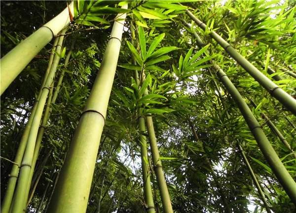 唐竹最新爆料,揭秘娱乐圈惊人内幕