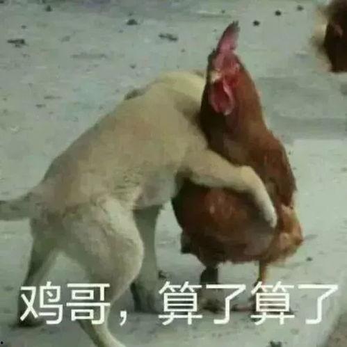 福清鸡哥爆料事件视频最新,揭秘事件背后真相