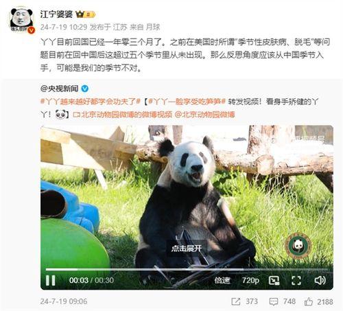 大熊猫丫丫最新爆料消息,揭秘她的生活点滴与成长历程